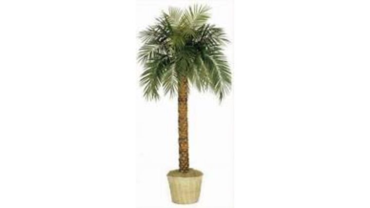 10′ Phoenix Palm Tree | Rental