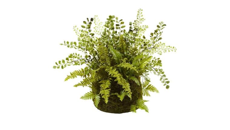 Mixed Fern w/Twig and Moss Basket | Rental Mixed Fern w/Twig and Moss Basket | Rental