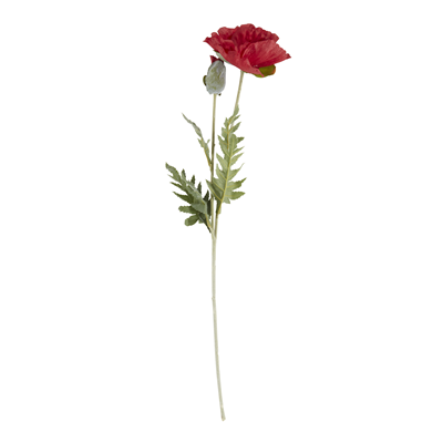 FL917 Poppy Stem | Rental FL917 Poppy Stem | Rental