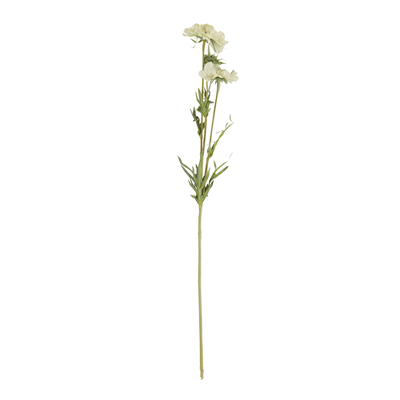 FL921 Scabiosa Flower | Rental FL921 Scabiosa Flower | Rental