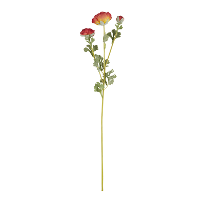 FL922 Ranunculus Spray | Rental FL922 Ranunculus Spray | Rental