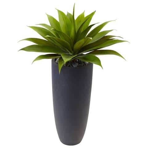 Agave in Gray Cylinder Planter | Rental