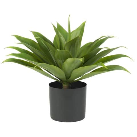 Agave Silk Plant | Rental