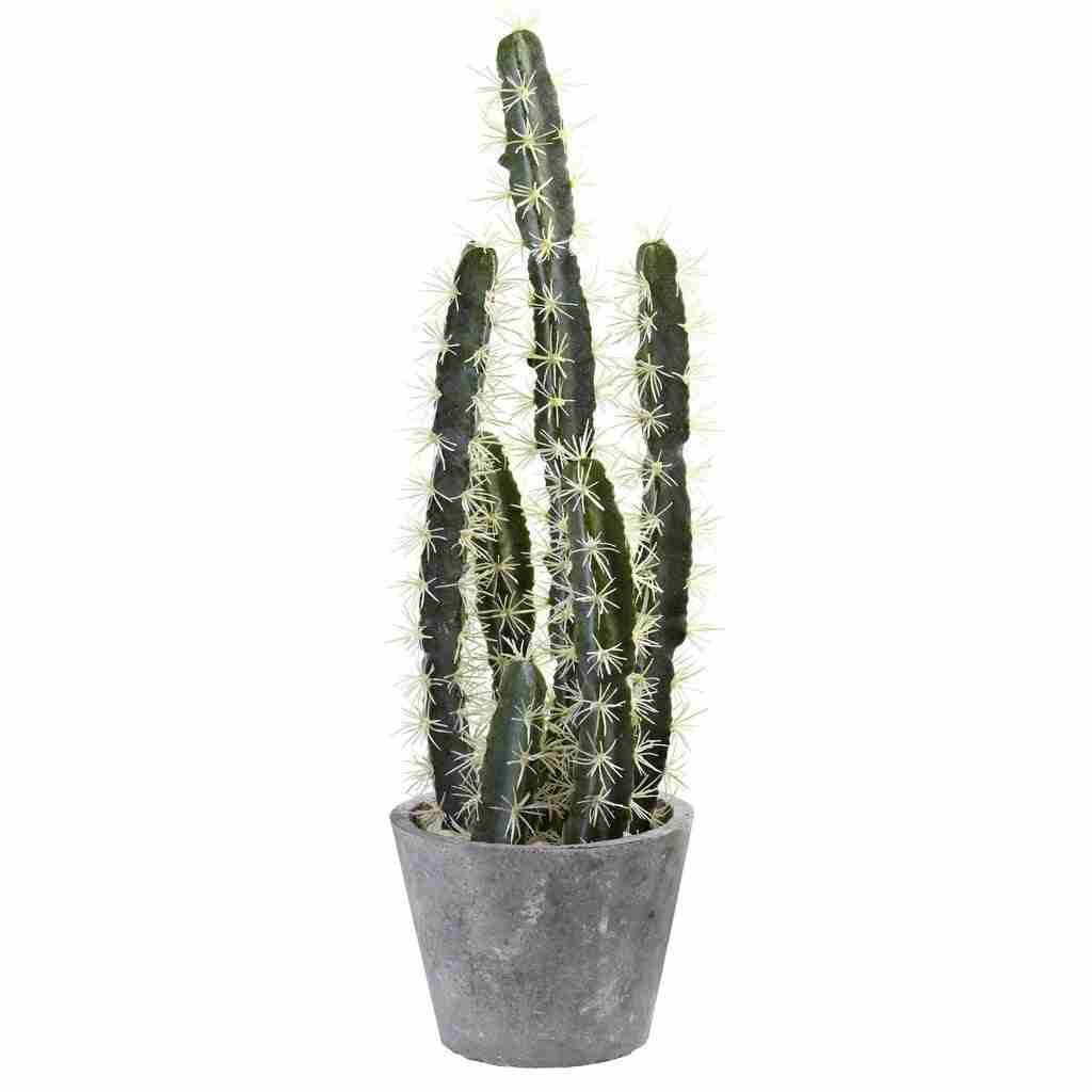 Decorative Cactus Garden w/Cement Planter | Rental