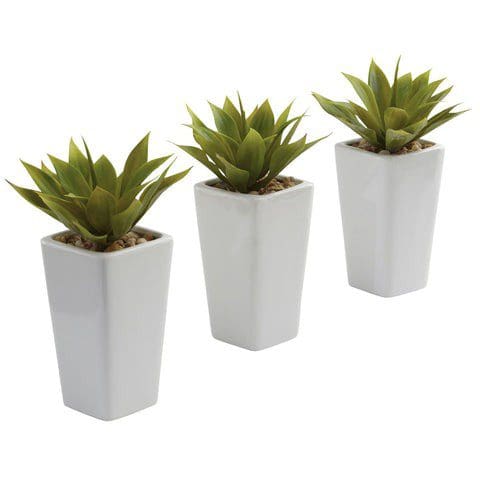 Mini Agave w/ Planter (Set of 3) White | Rental