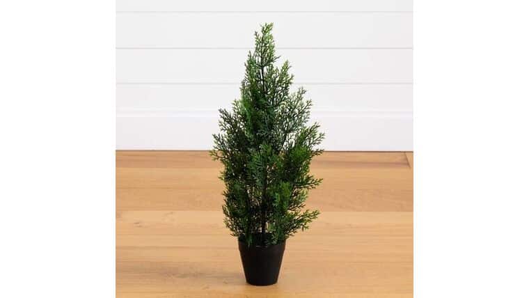 2’ Mini Cedar Pine Tree (Indoor/Outdoor) | Rental 2’ Mini Cedar Pine Tree (Indoor/Outdoor) | Rental