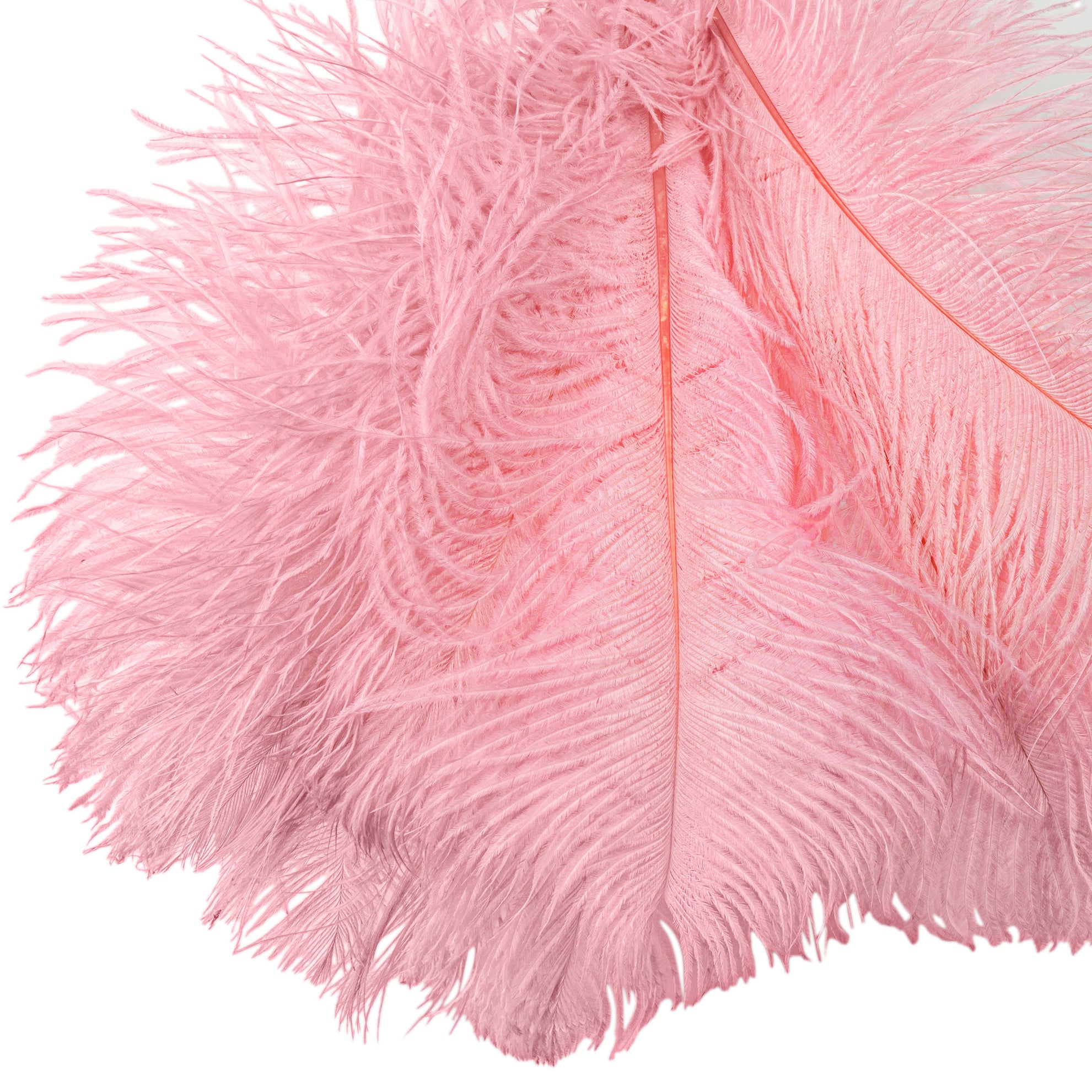 Ostrich Feathers 16″-18″ (10 pcs) – Pink | Rental